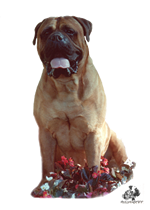 Castro-Castalia Bullmastiffs