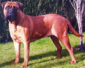 Manual de nutrici&oacute;n canina, Diabetes mellitus, Castro-Castalia Bullmastiffs