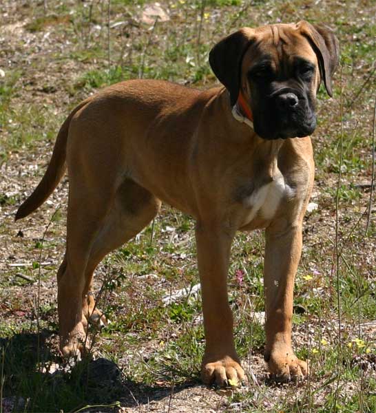 Manual de Nutricion Canina, las encimas, Castro-Castalia Bullmastiffs
