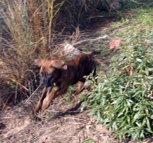 Convivencia, Castro-Castalia Bullmastiffs