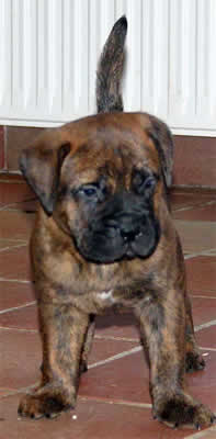 Proximas camadas de  Castro-Castalia Bullmastiffs