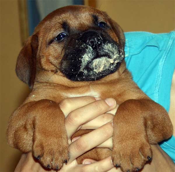 El Perro de Aguas Espa&ntilde;ol, Castro-Castalia Bullmastiffs
