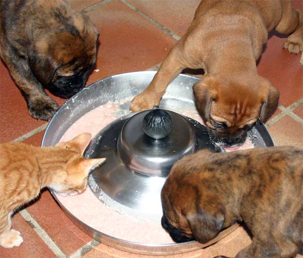 El Perro de Aguas Espa&ntilde;ol, Castro-Castalia Bullmastiffs