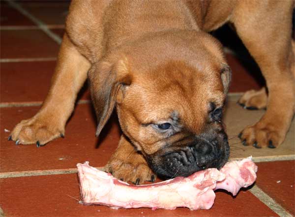 El Perro de Aguas Espa&ntilde;ol, Castro-Castalia Bullmastiffs
