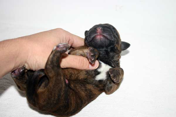 Proximas camadas de  Castro-Castalia Bullmastiffs