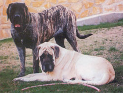 Castro-Castalia Bullmastiffs