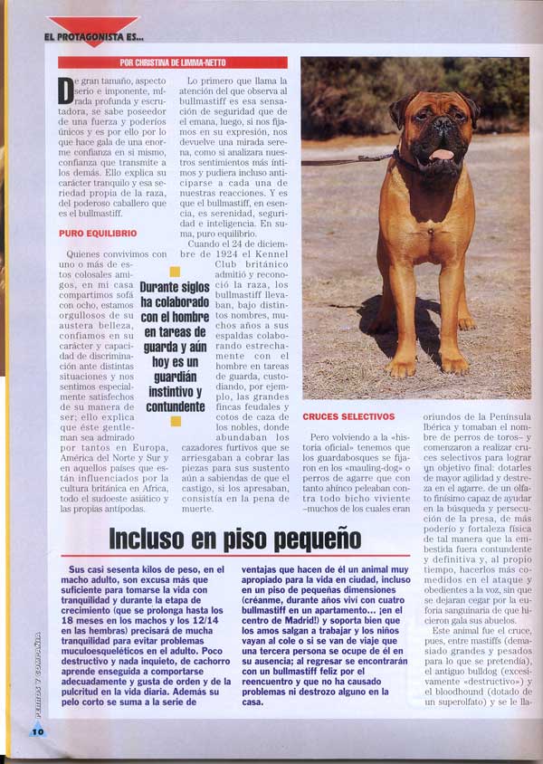 Bullmastiff, Poderoso Caballero