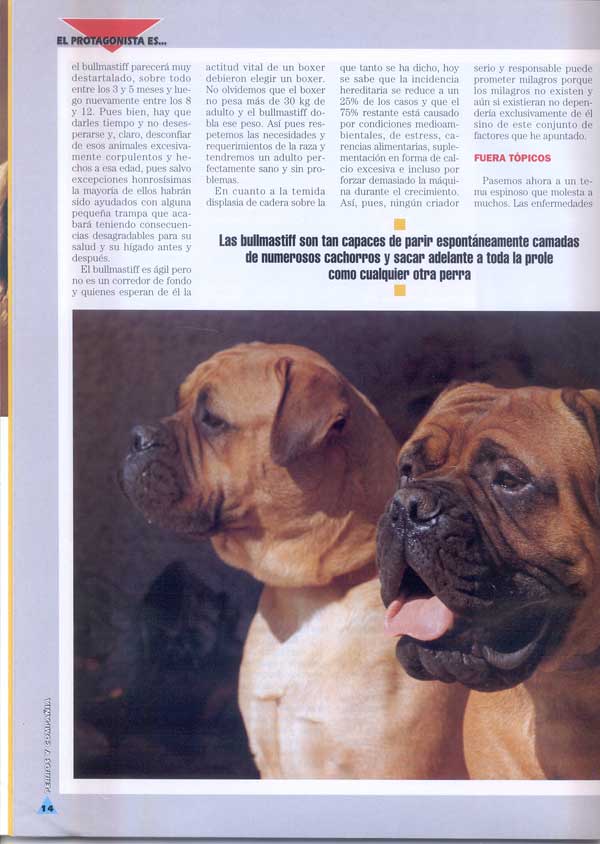 Bullmastiff, Poderoso Caballero