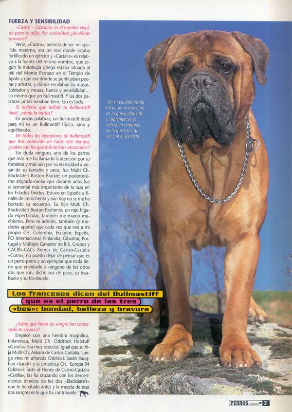 Bullmastiff, Punto y Aparte, Castro-Castalia Bullmastiffs
