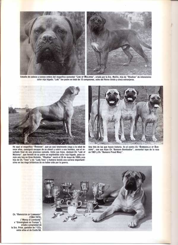 Articulos publicados por Christina de Lima-Netto, Castro-Castalia Bullmastiffs