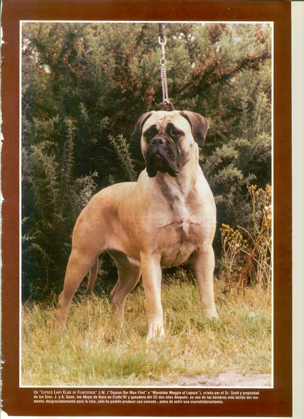 Articulos publicados por Christina de Lima-Netto, Castro-Castalia Bullmastiffs
