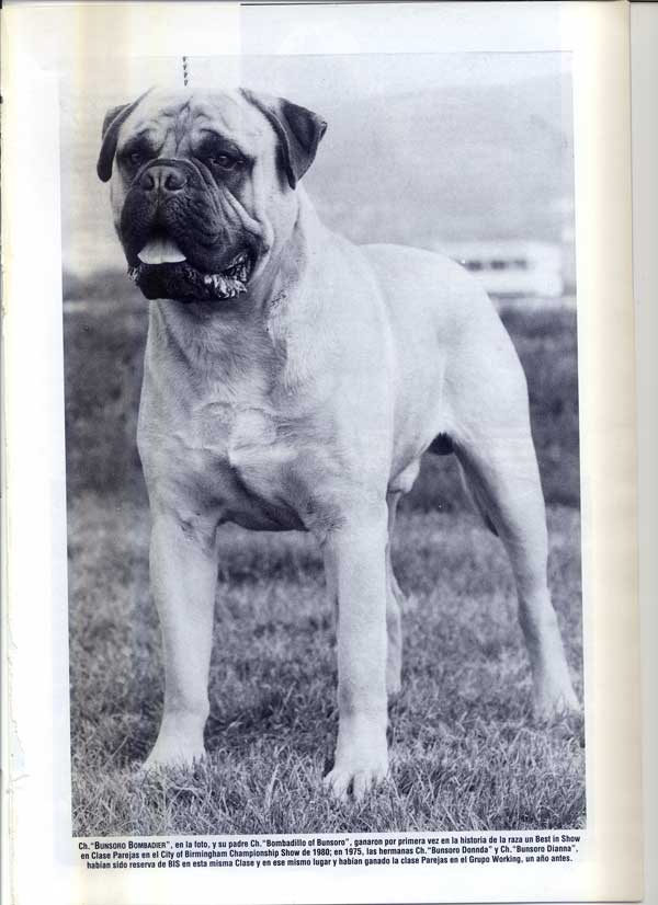 Articulos publicados por Christina de Lima-Netto, Castro-Castalia Bullmastiffs