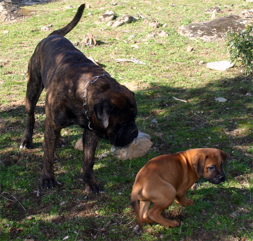 Las Hierbas, Castro-Castalia Bullmastiffs
