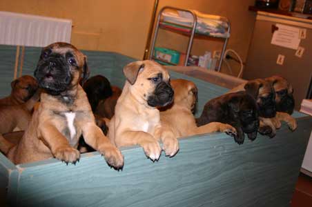El Arte de Criar Perros de Raza, El herpes virus, Castro-Castalia Bullmastiffs
