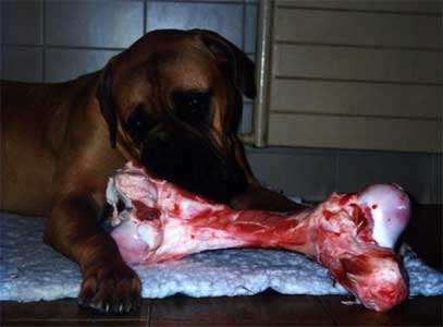 Alimentacion y sulementacion, Castro-Castalia Bullmastiffs